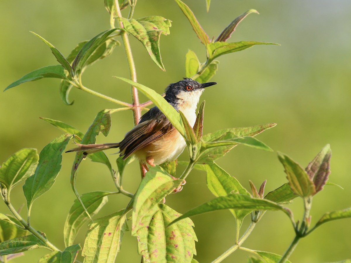 Ashy Prinia - ML643416419