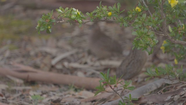 Brown Quail - ML643416441