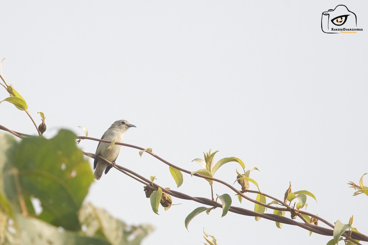 Nilgiri Flowerpecker - ML643416463