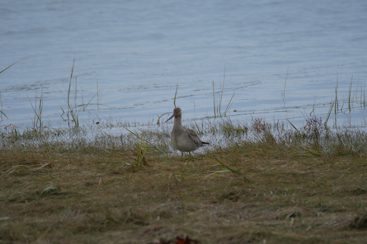 Hudsonian Godwit - ML643416465