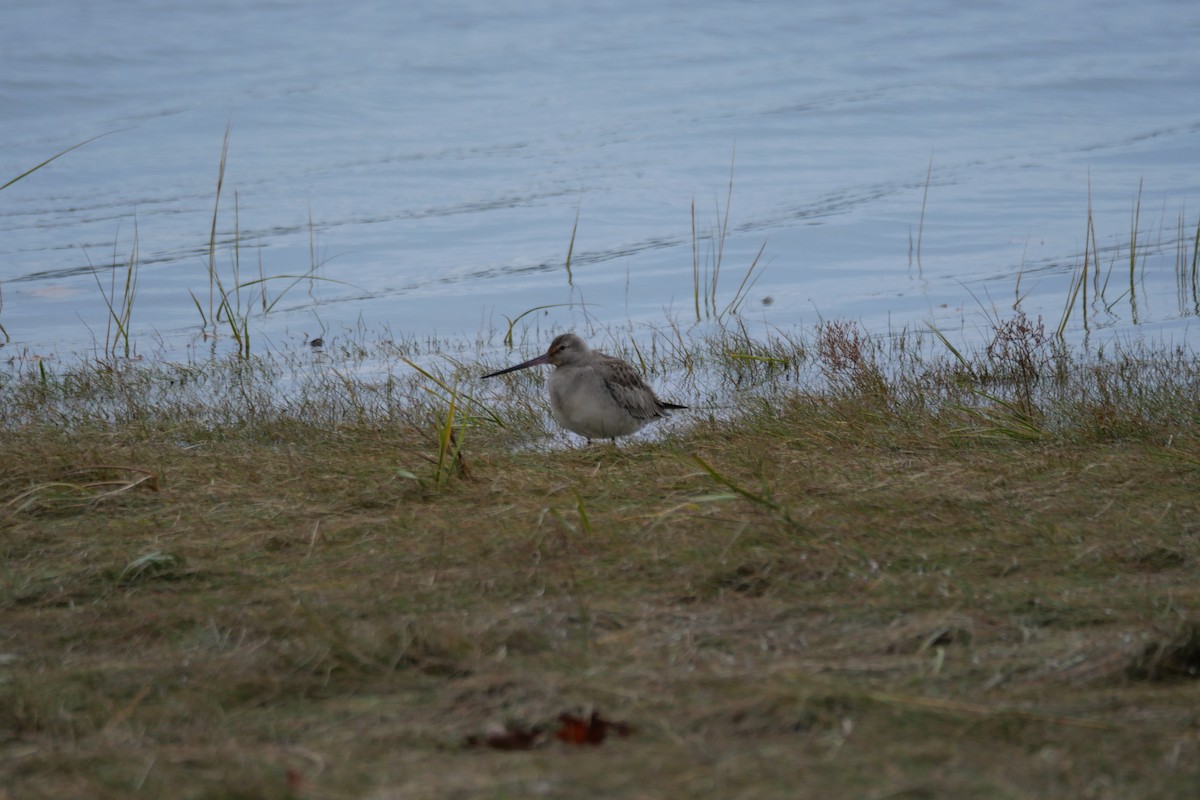 Hudsonian Godwit - ML643416466