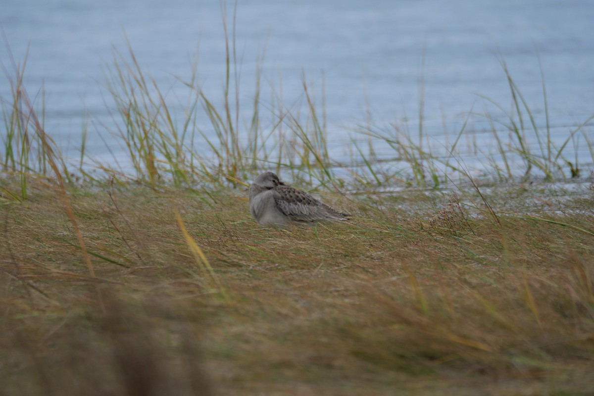 Hudsonian Godwit - ML643416467