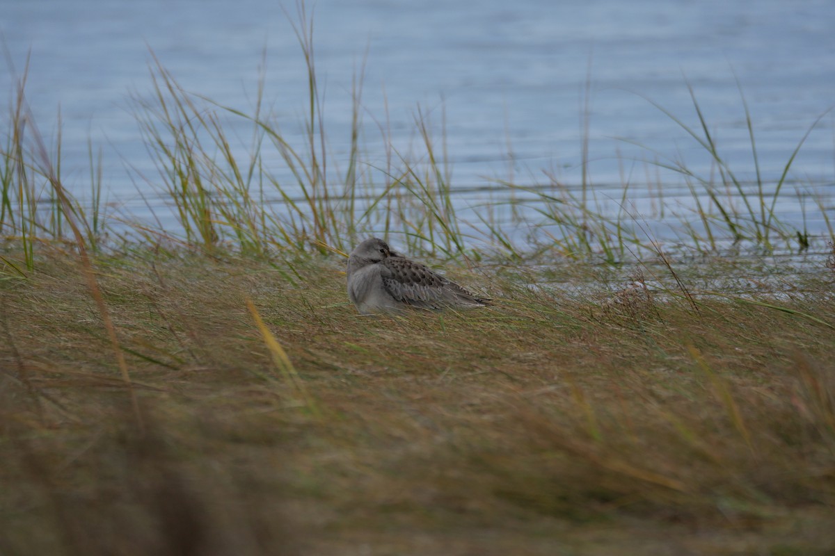 Hudsonian Godwit - ML643416468