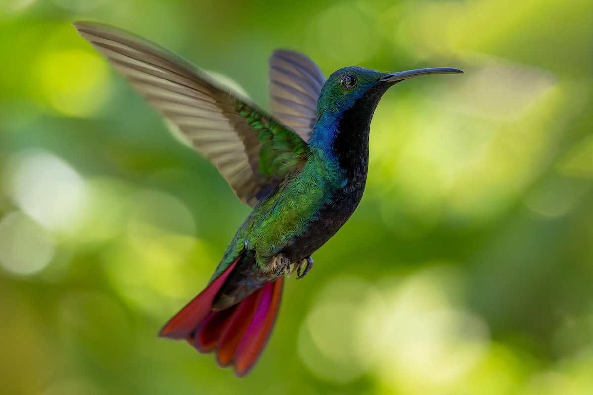 Black-throated Mango - ML643416469