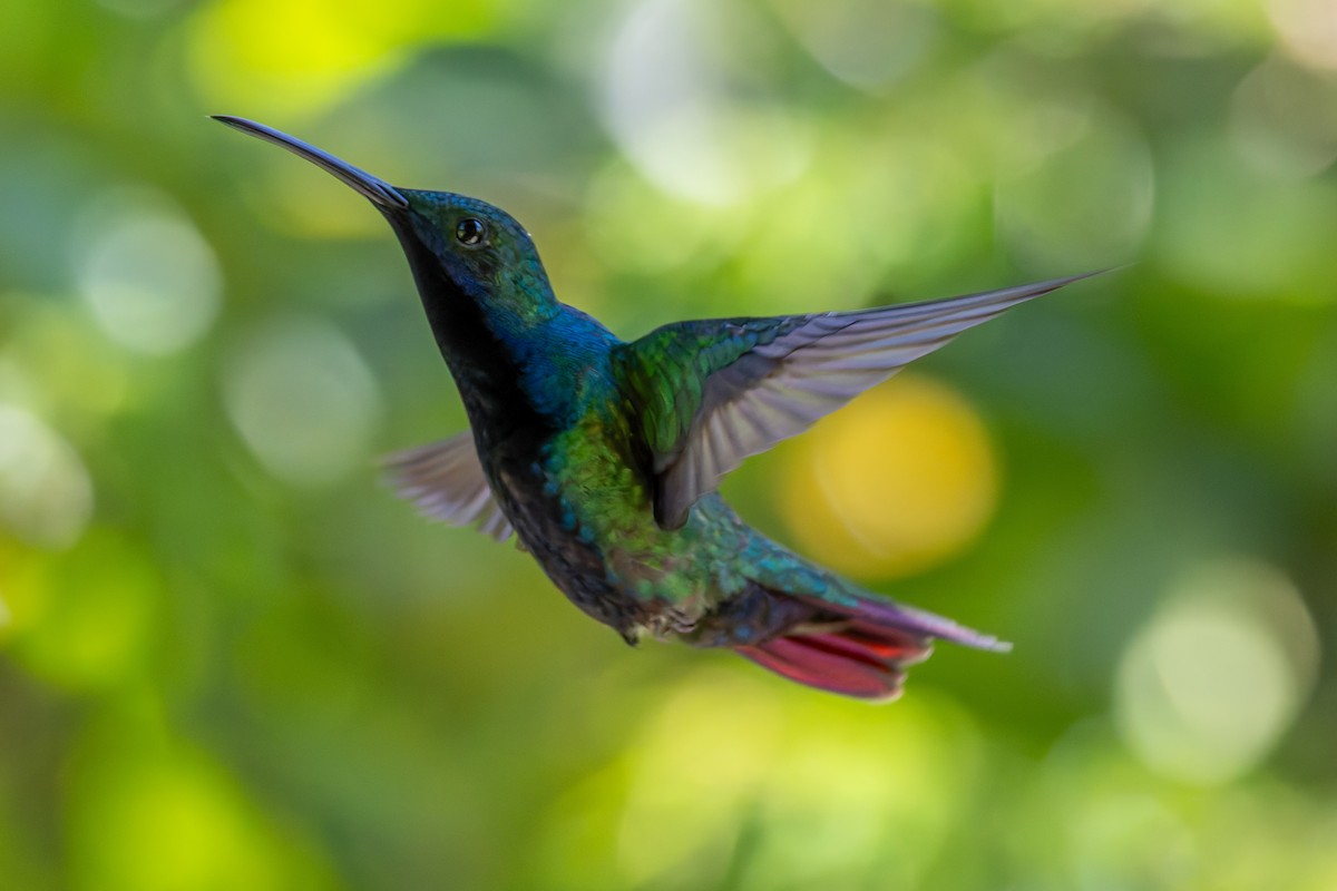 Black-throated Mango - ML643416470