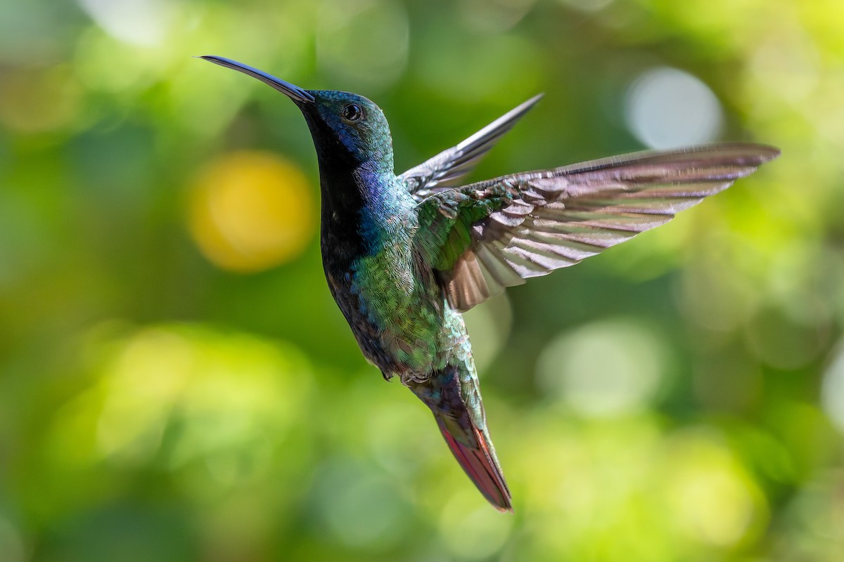 Black-throated Mango - ML643416472