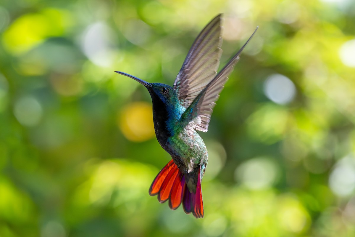 Black-throated Mango - ML643416473