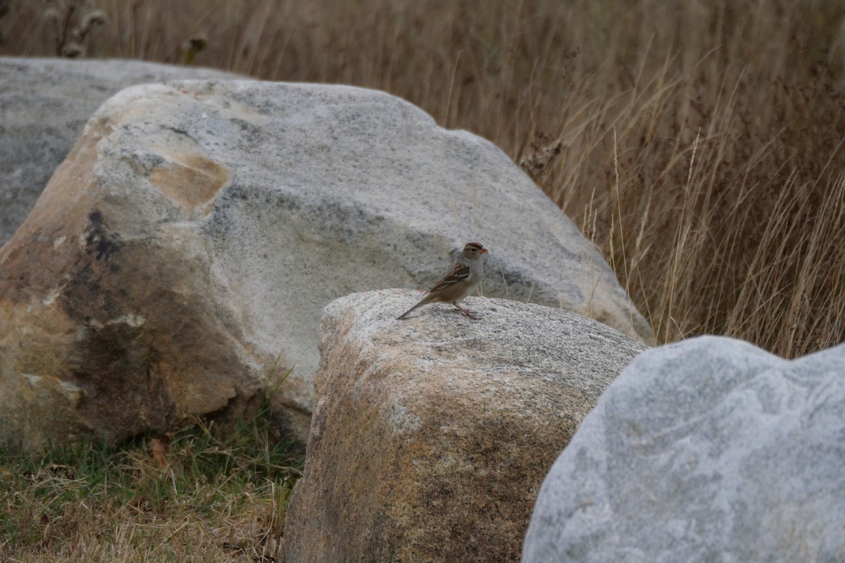 White-crowned Sparrow - ML643416486