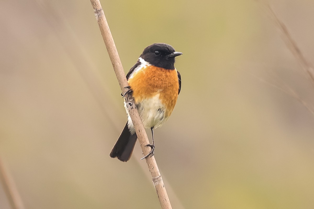 African Stonechat - ML643416498