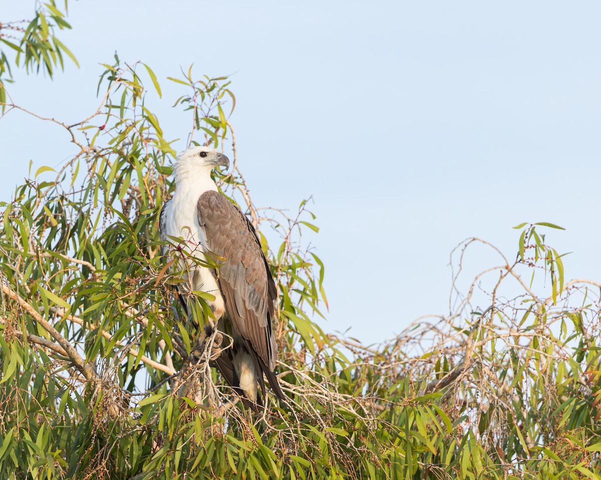 White-bellied Sea-Eagle - ML643416502