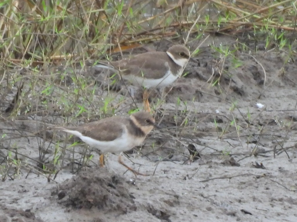 Little Ringed Plover - ML643416514