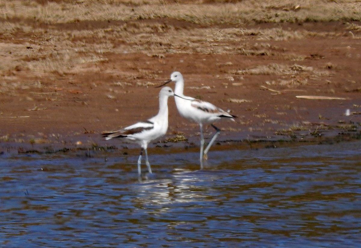 American Avocet - ML643416522