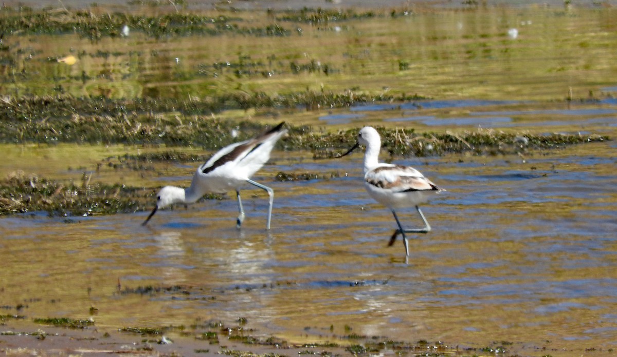 American Avocet - ML643416524