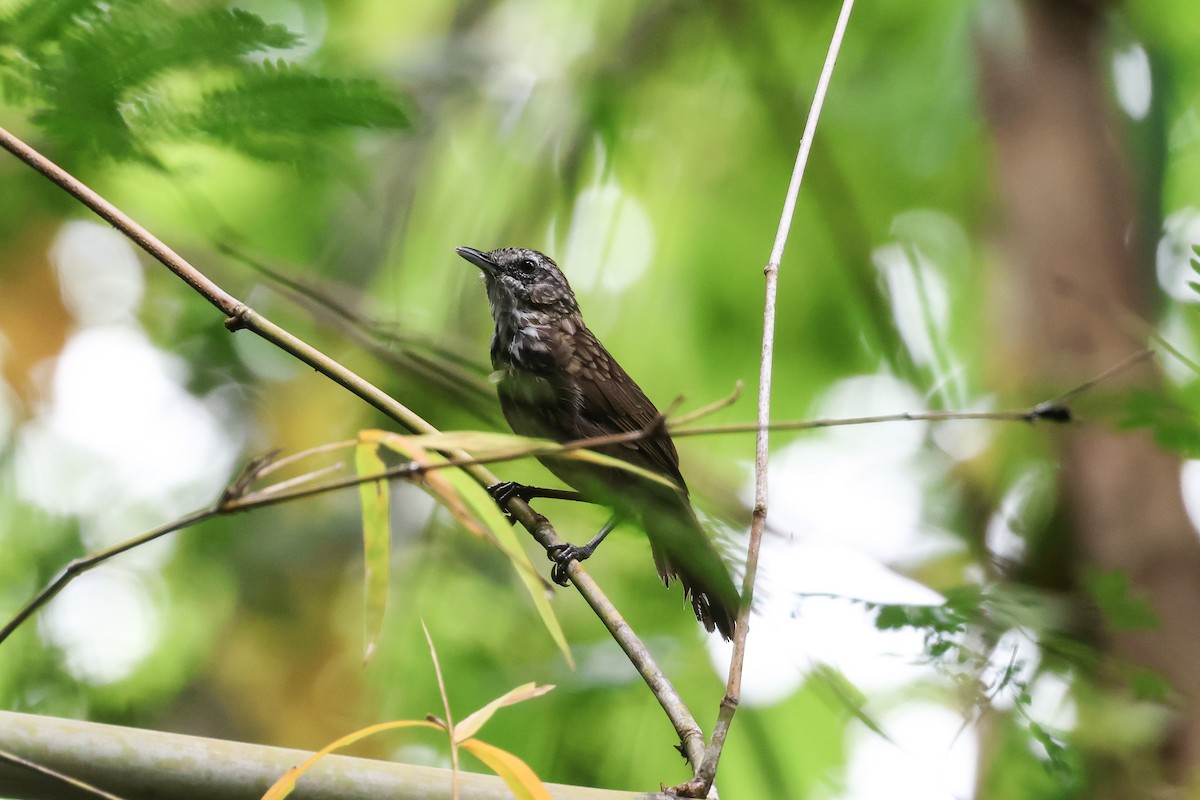 Variable Limestone Babbler - ML643416557