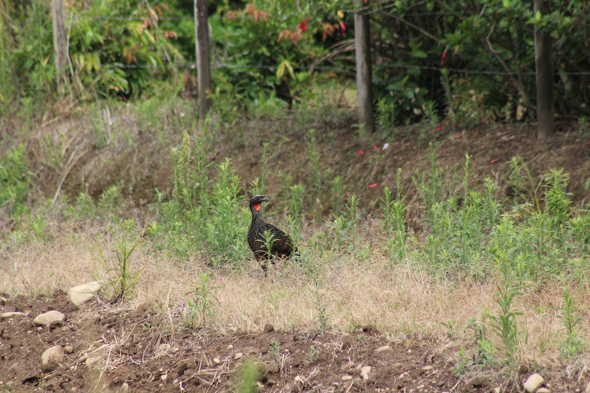 Dusky-legged Guan - ML643416587