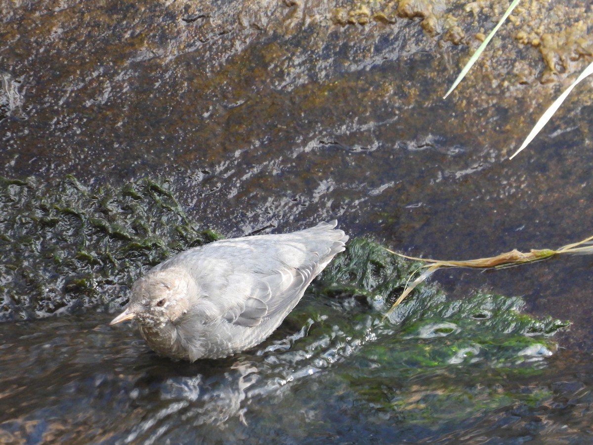 American Dipper - ML643416594
