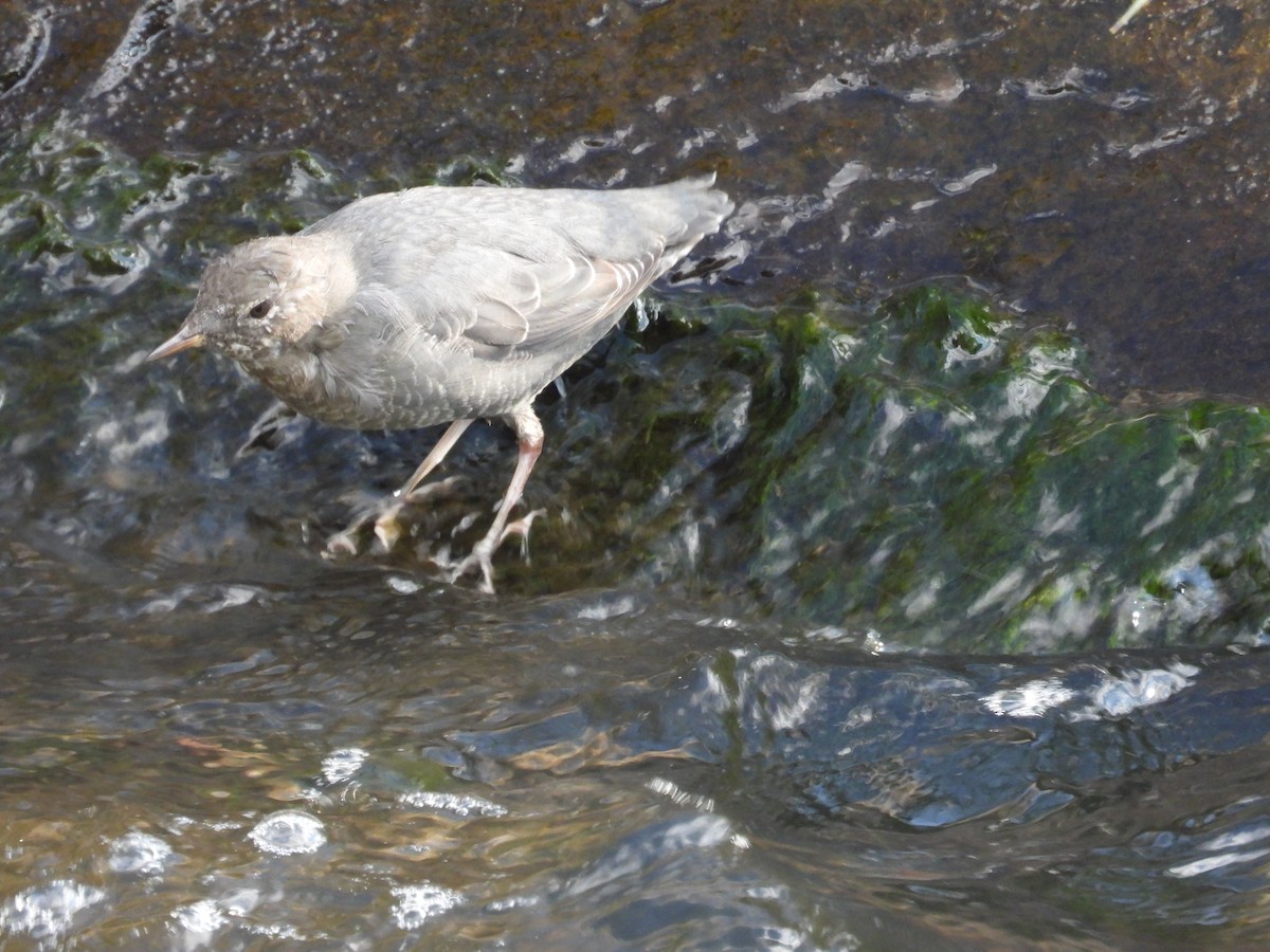 American Dipper - ML643416595