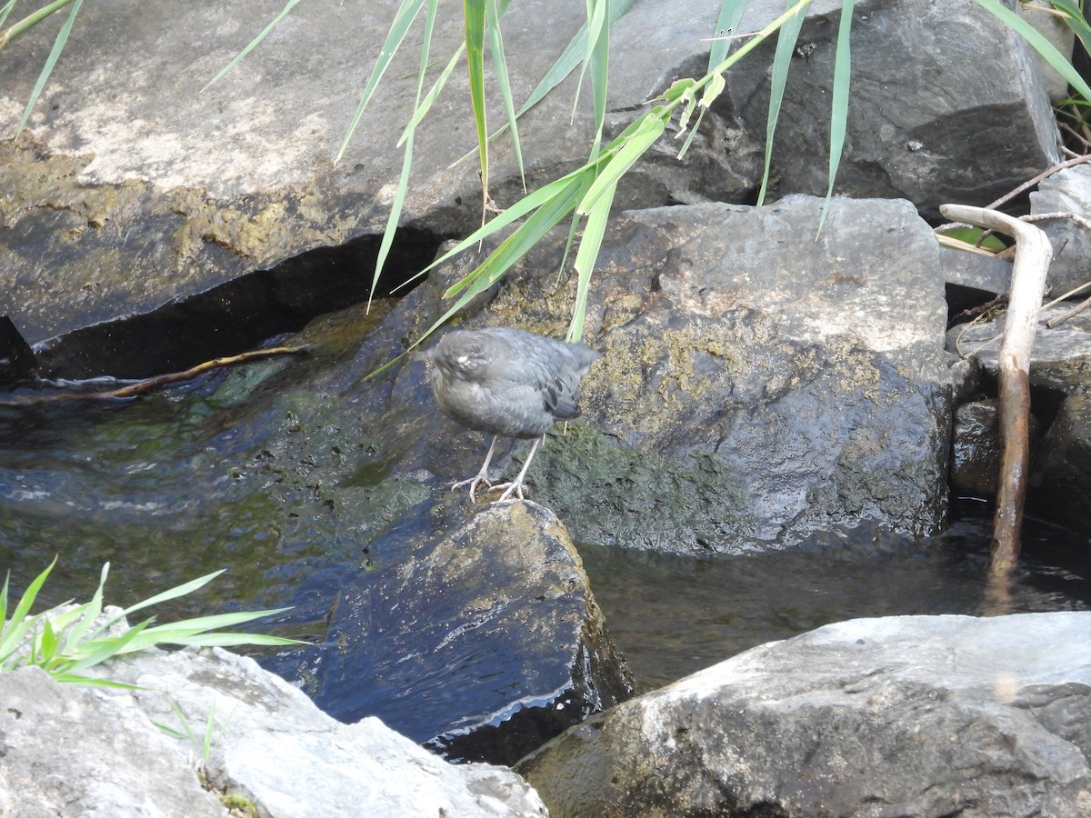 American Dipper - ML643416597