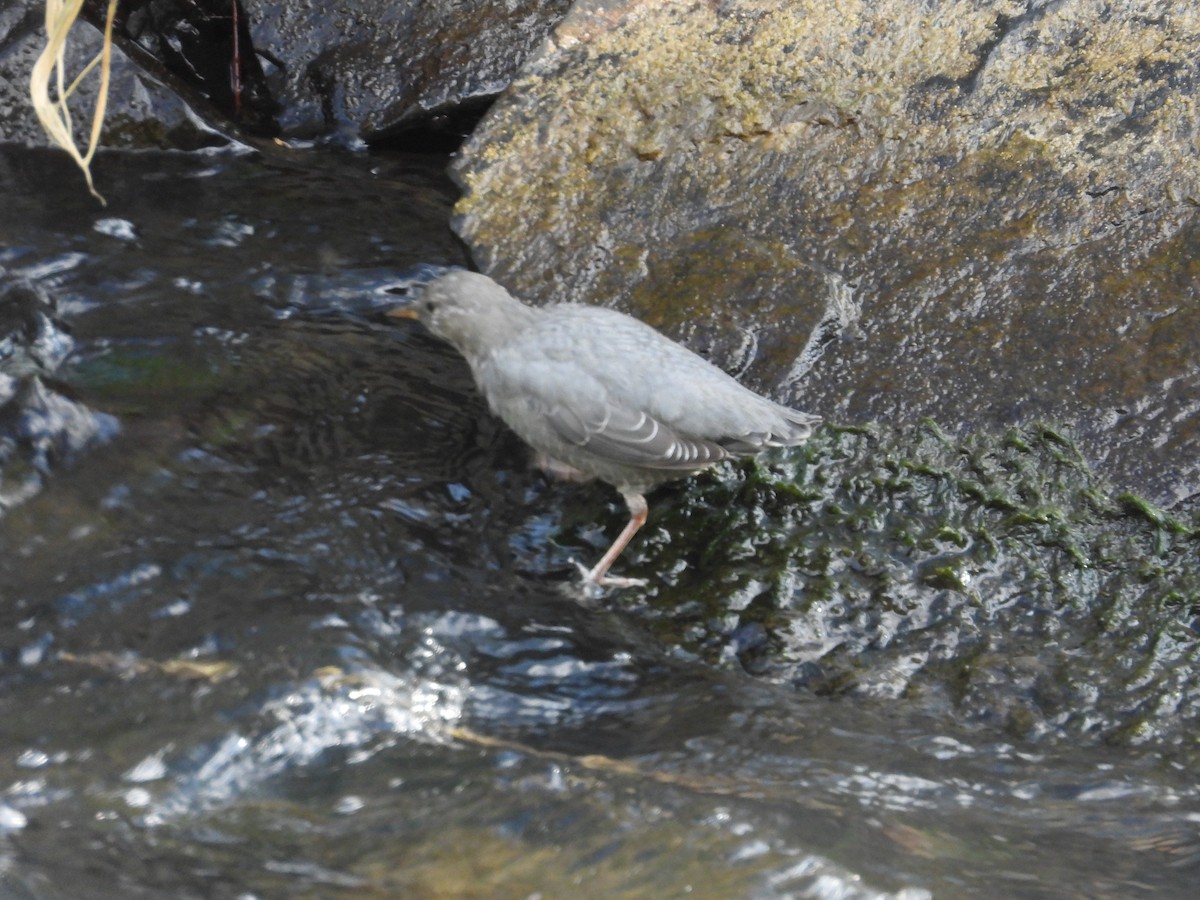 American Dipper - ML643416598
