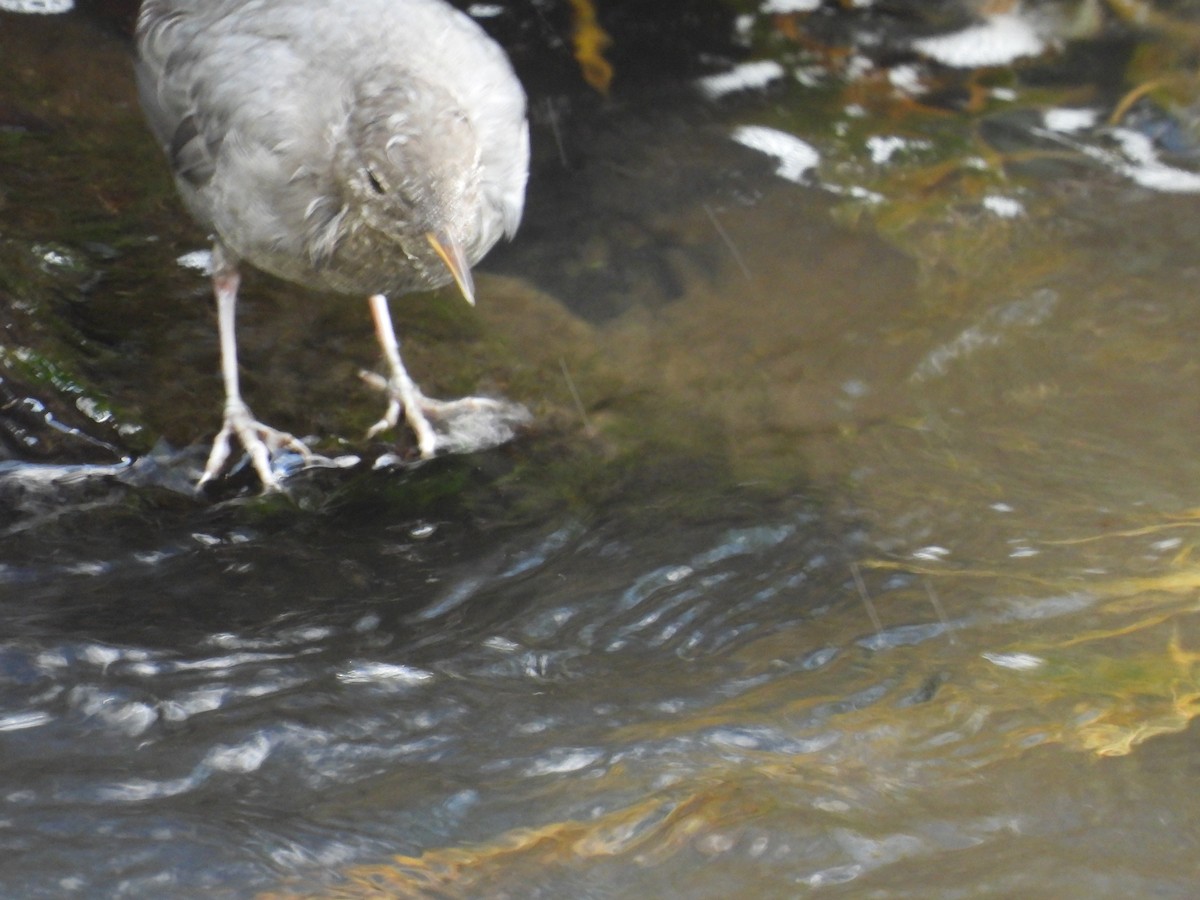 American Dipper - ML643416599