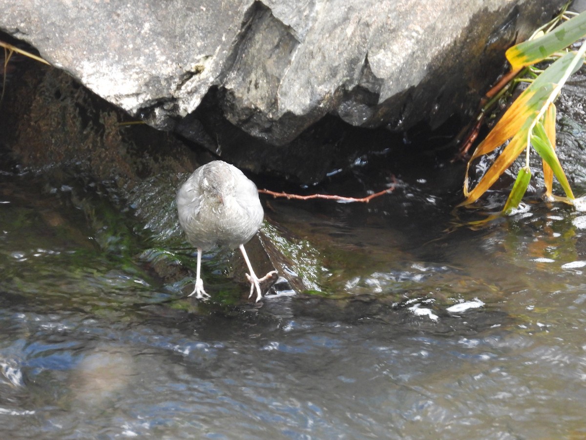 American Dipper - ML643416600