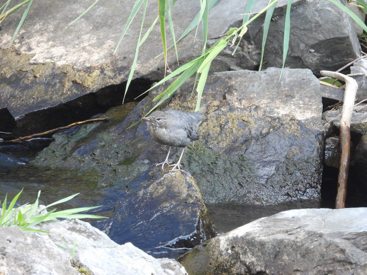 American Dipper - ML643416601