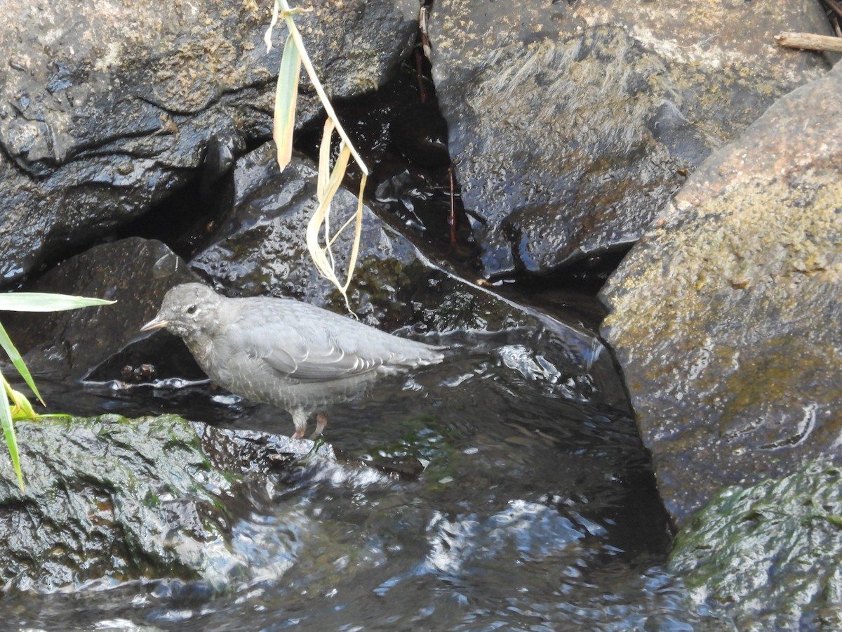American Dipper - ML643416602