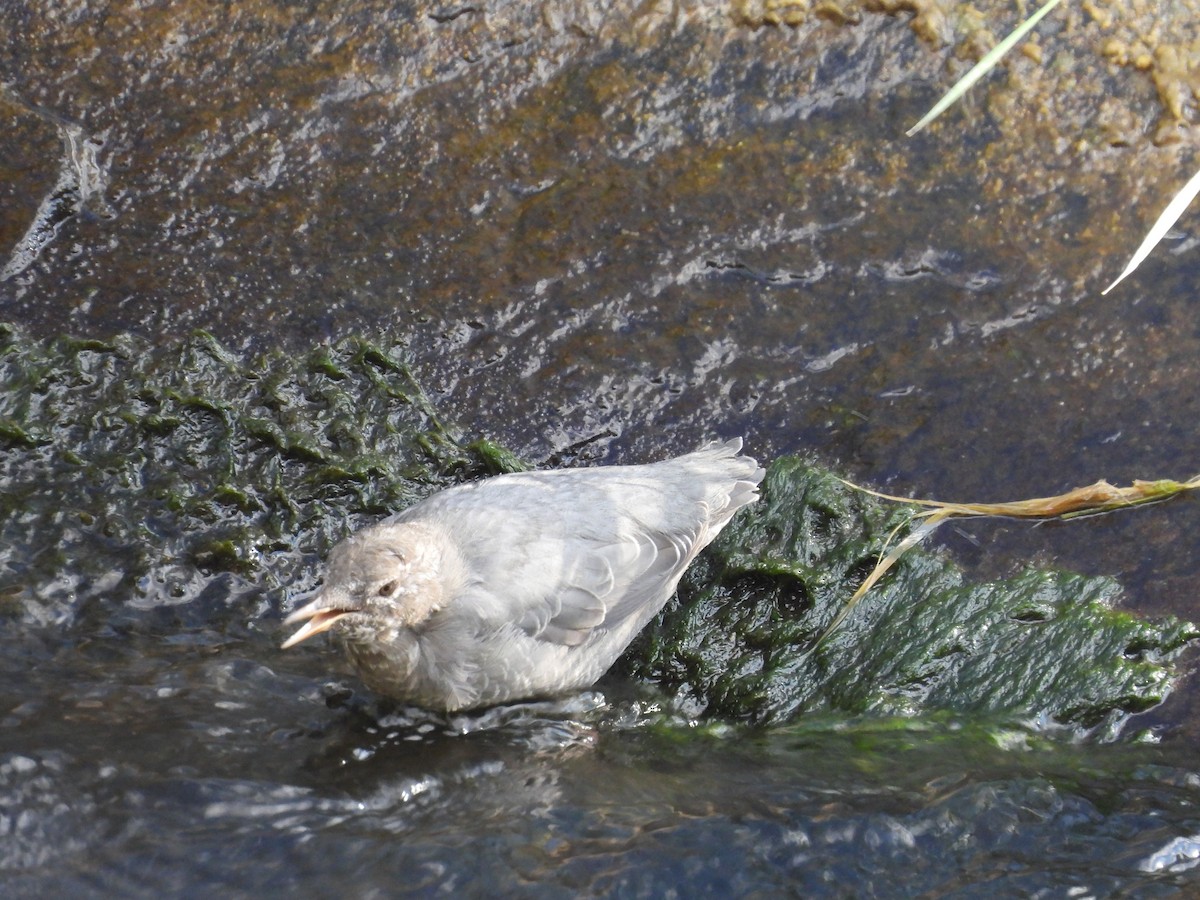 American Dipper - ML643416603