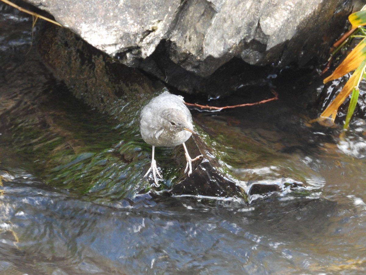 American Dipper - ML643416605
