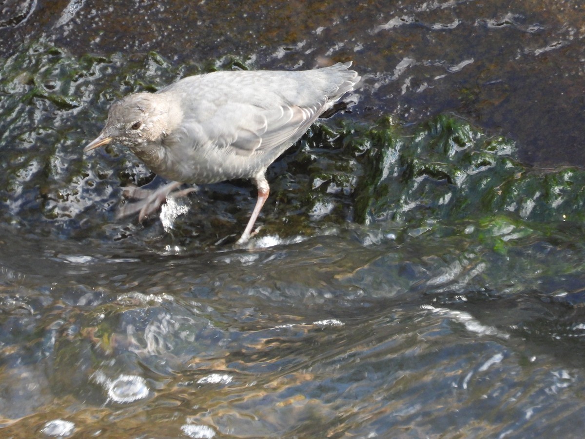 American Dipper - ML643416606