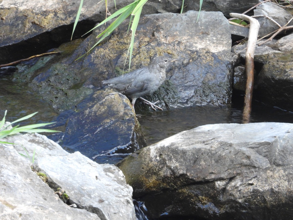 American Dipper - ML643416607