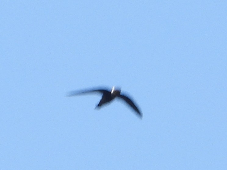 White-collared Swift - ML643416608