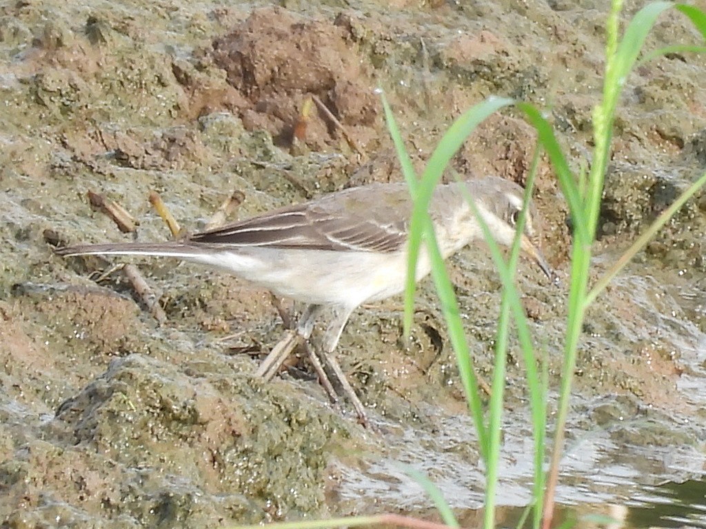 Eastern Yellow Wagtail - Gerald Moore
