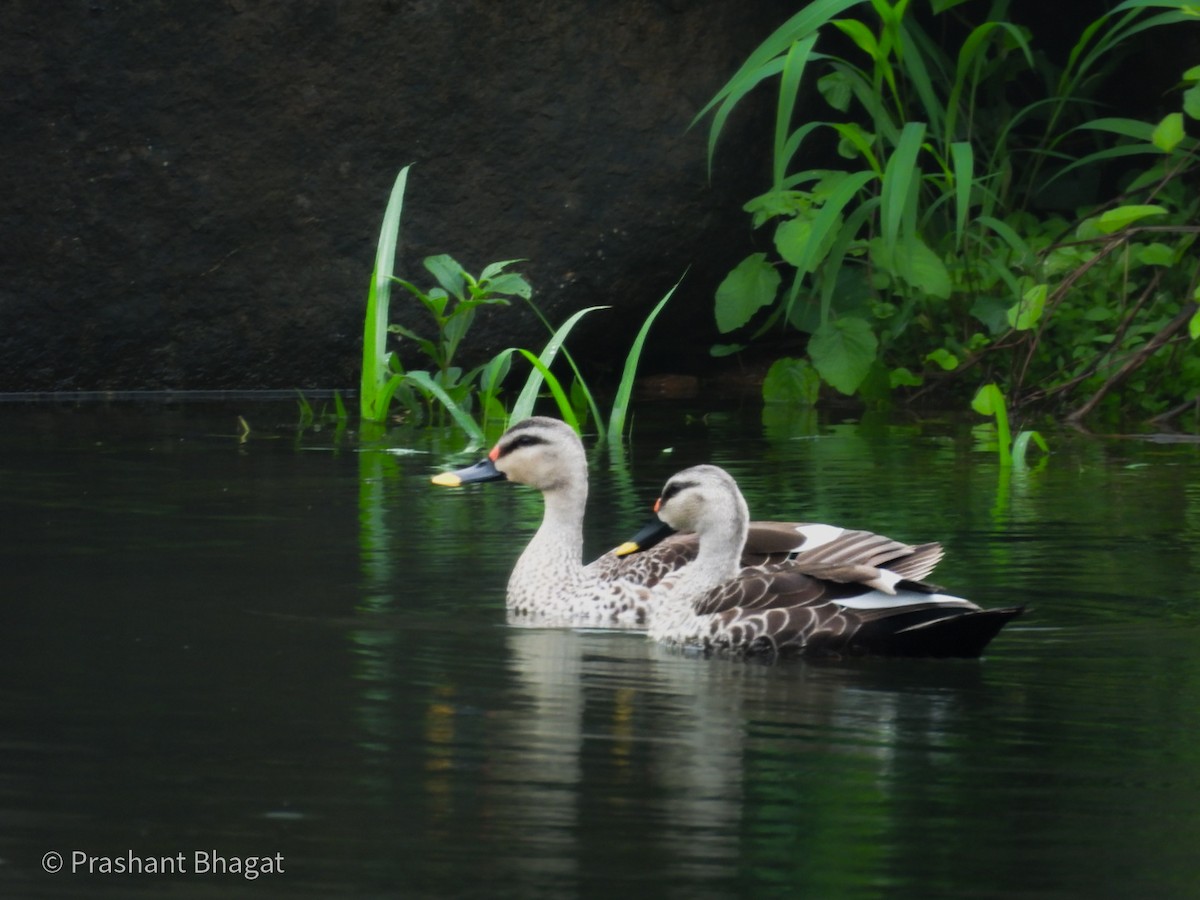 Indian Spot-billed Duck - ML643416616