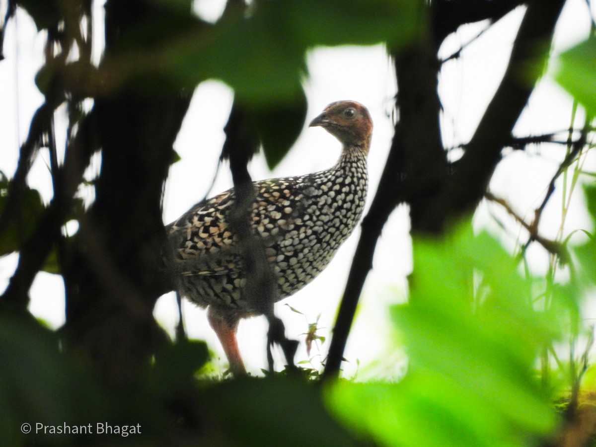 Painted Francolin - ML643416620