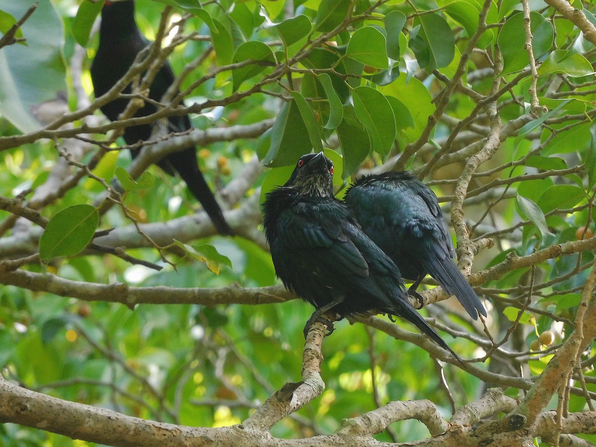 Metallic Starling - ML643416627