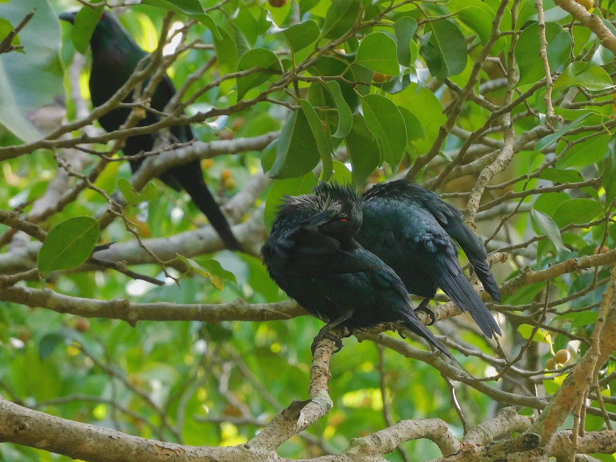 Metallic Starling - ML643416628