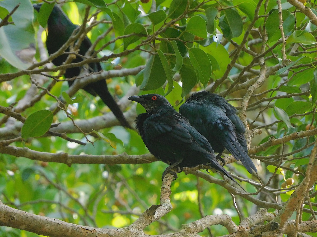 Metallic Starling - ML643416629