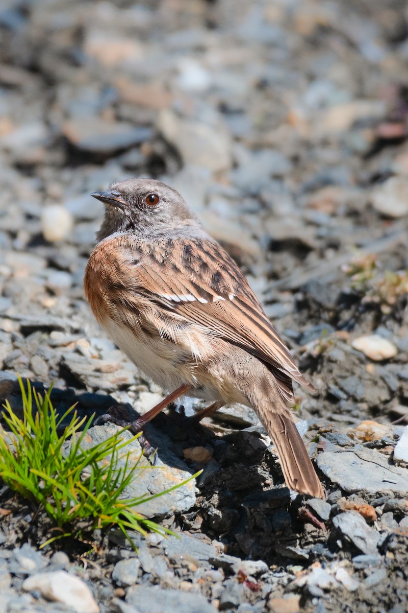 Robin Accentor - ML643416641