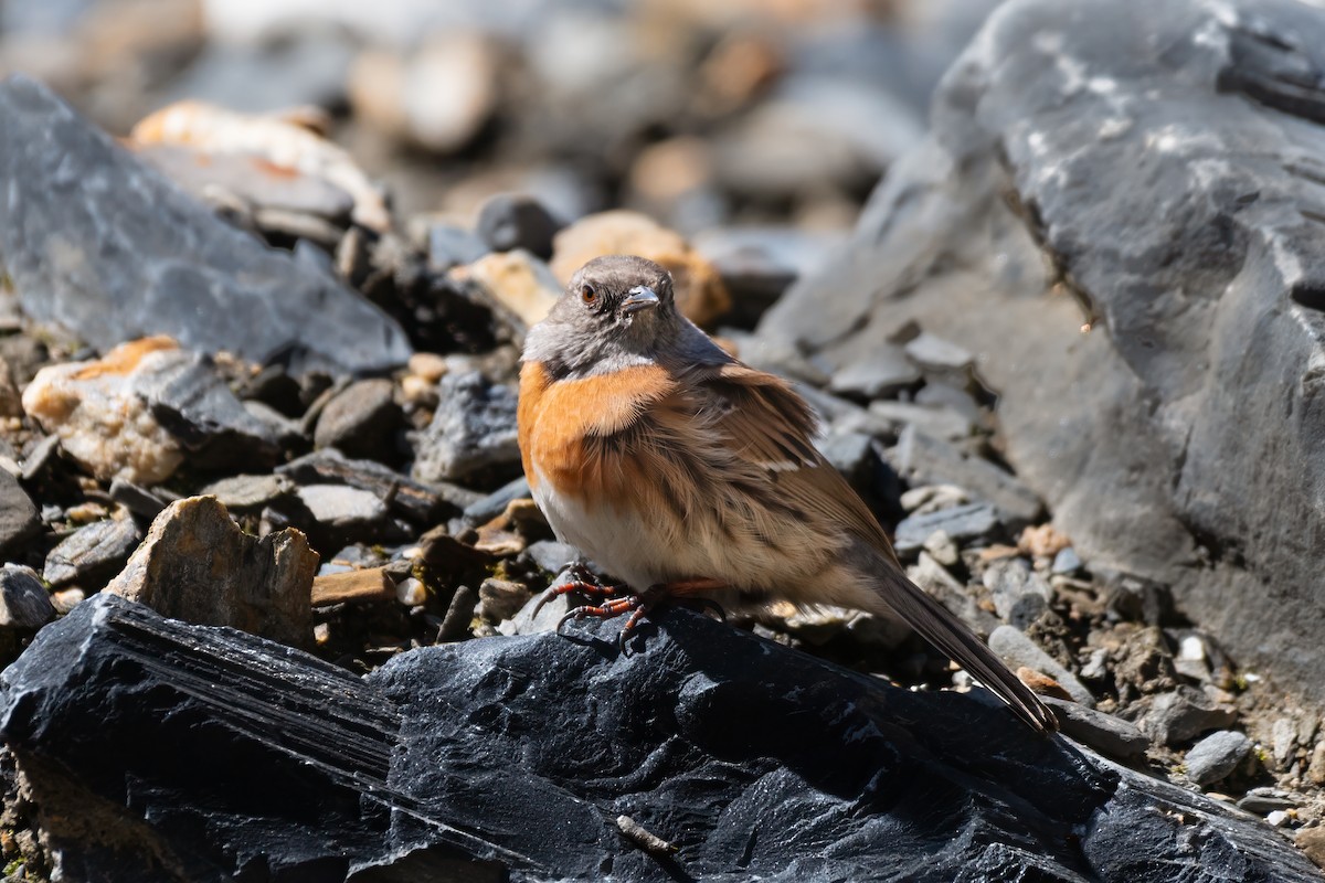 Robin Accentor - ML643416642