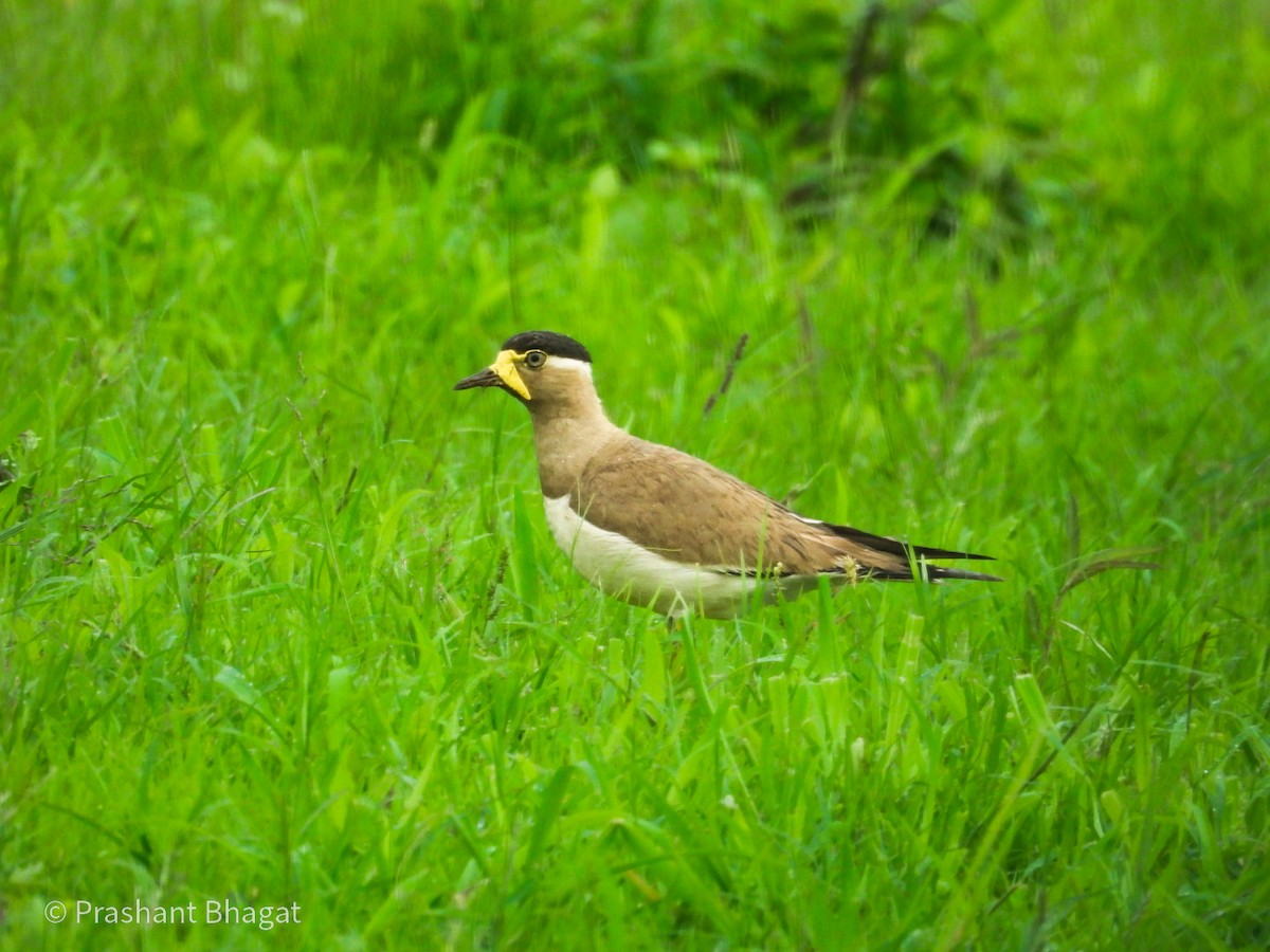 Yellow-wattled Lapwing - ML643416644