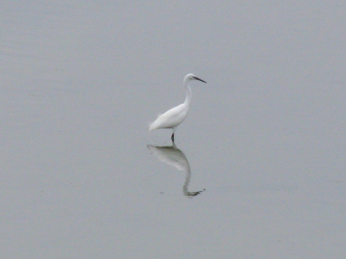 Little Egret - ML643416652