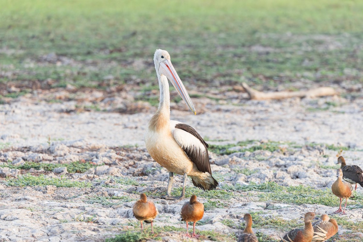 Australian Pelican - ML643416660