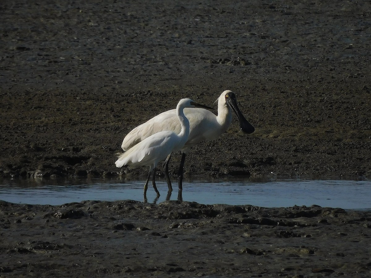 Royal Spoonbill - ML643416665
