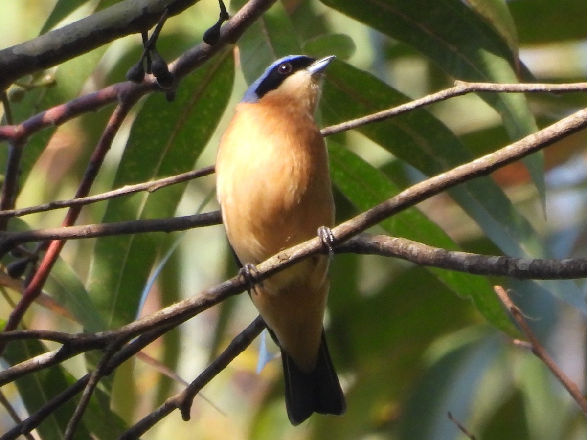 Fawn-breasted Tanager - ML643416674