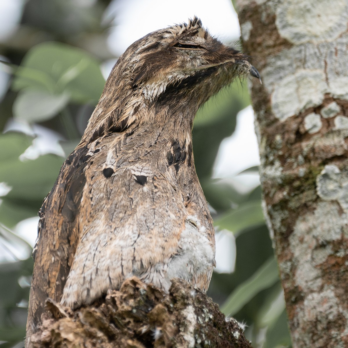 Common Potoo - ML643416676