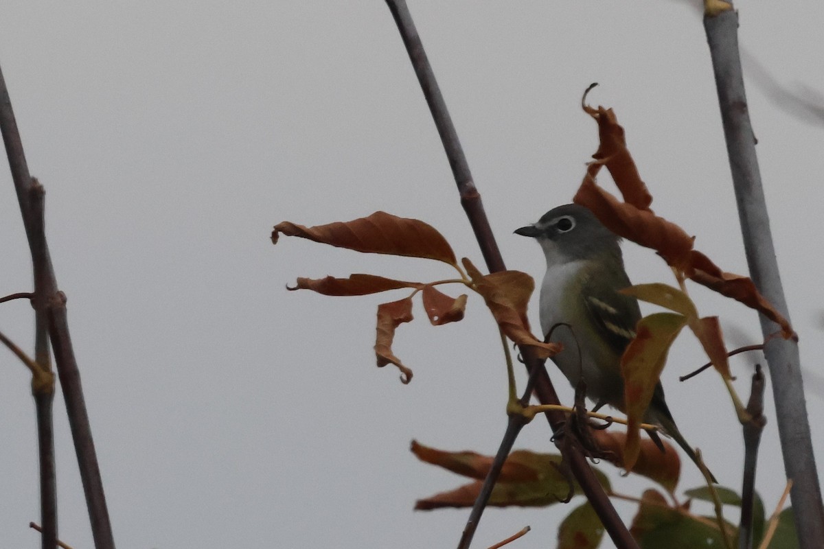 Viréo à tête bleue - ML643416686