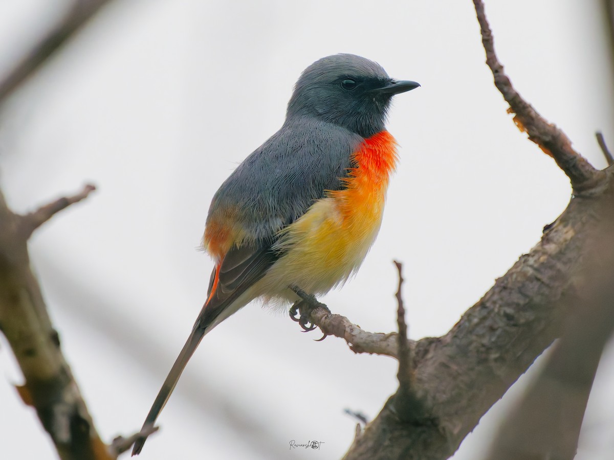 Small Minivet - ML643416695