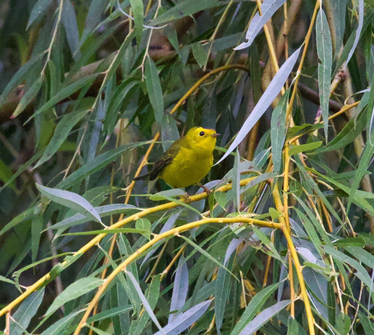 Wilson's Warbler - ML643416697
