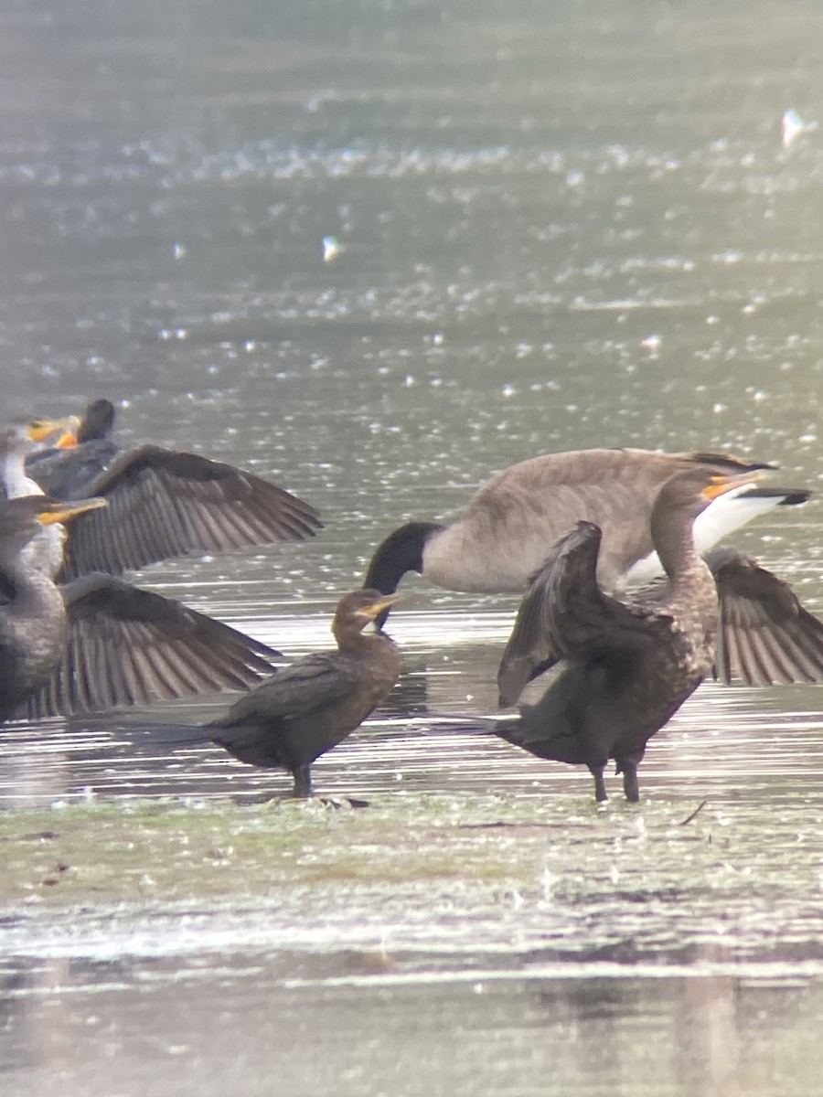 Neotropic Cormorant - ML643416704